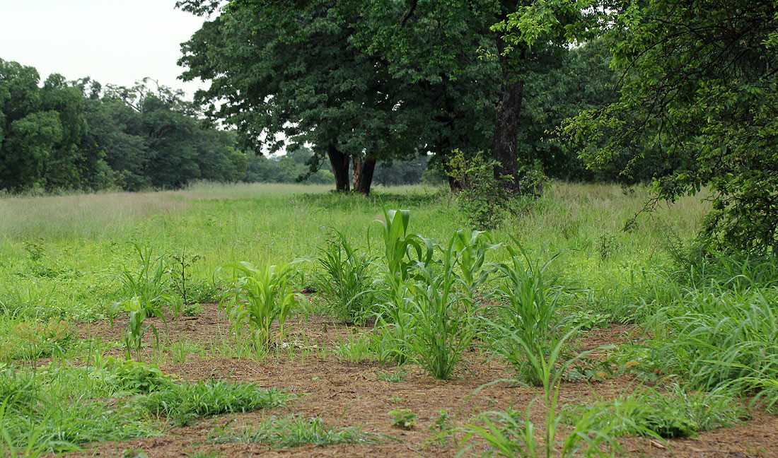 Zea mays Zea mays