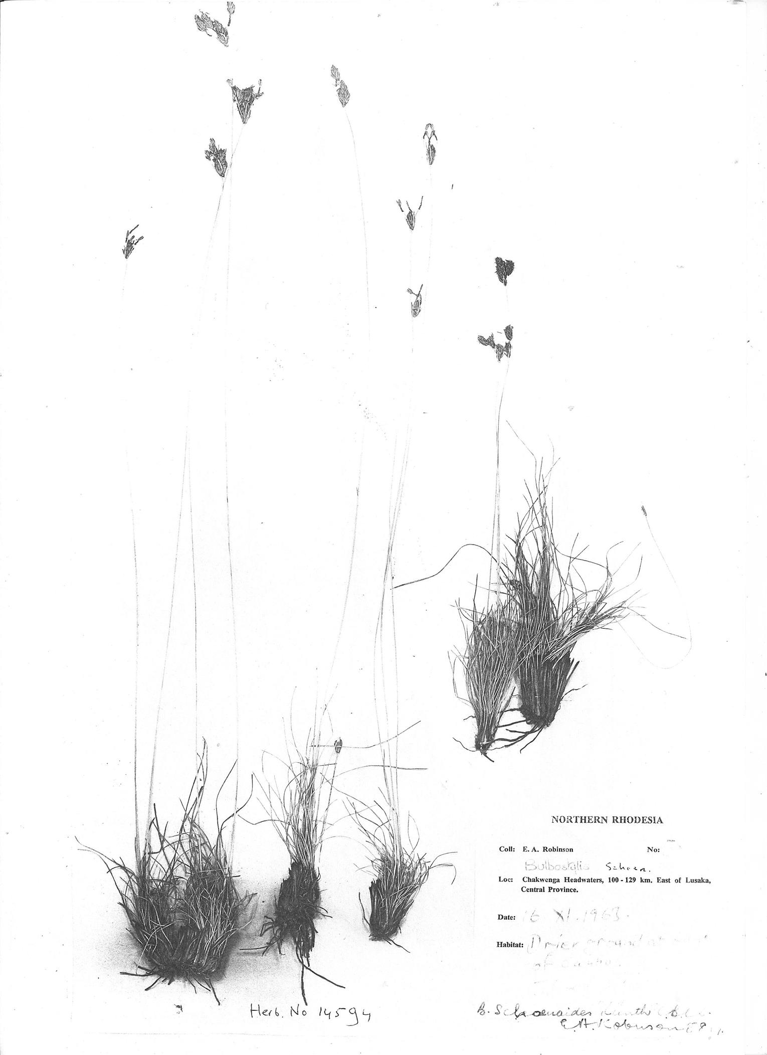 Bulbostylis contexta Bulbostylis contexta