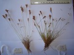 Bulbostylis hispidula