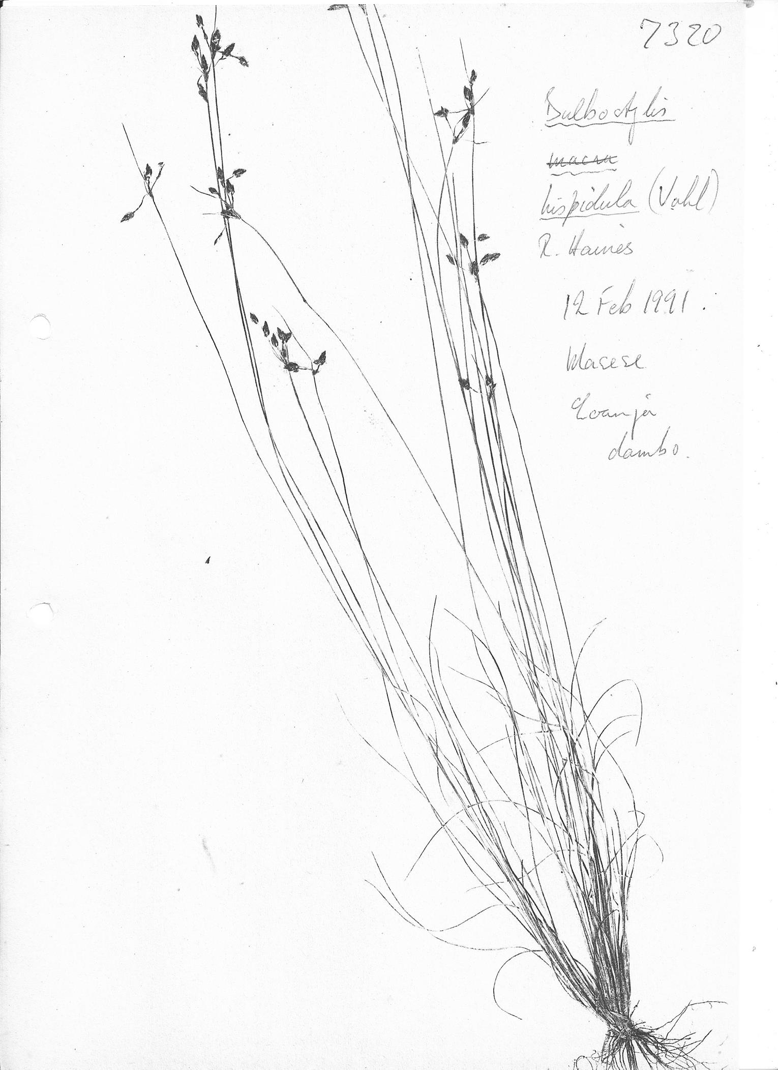 Bulbostylis hispidula Bulbostylis hispidula