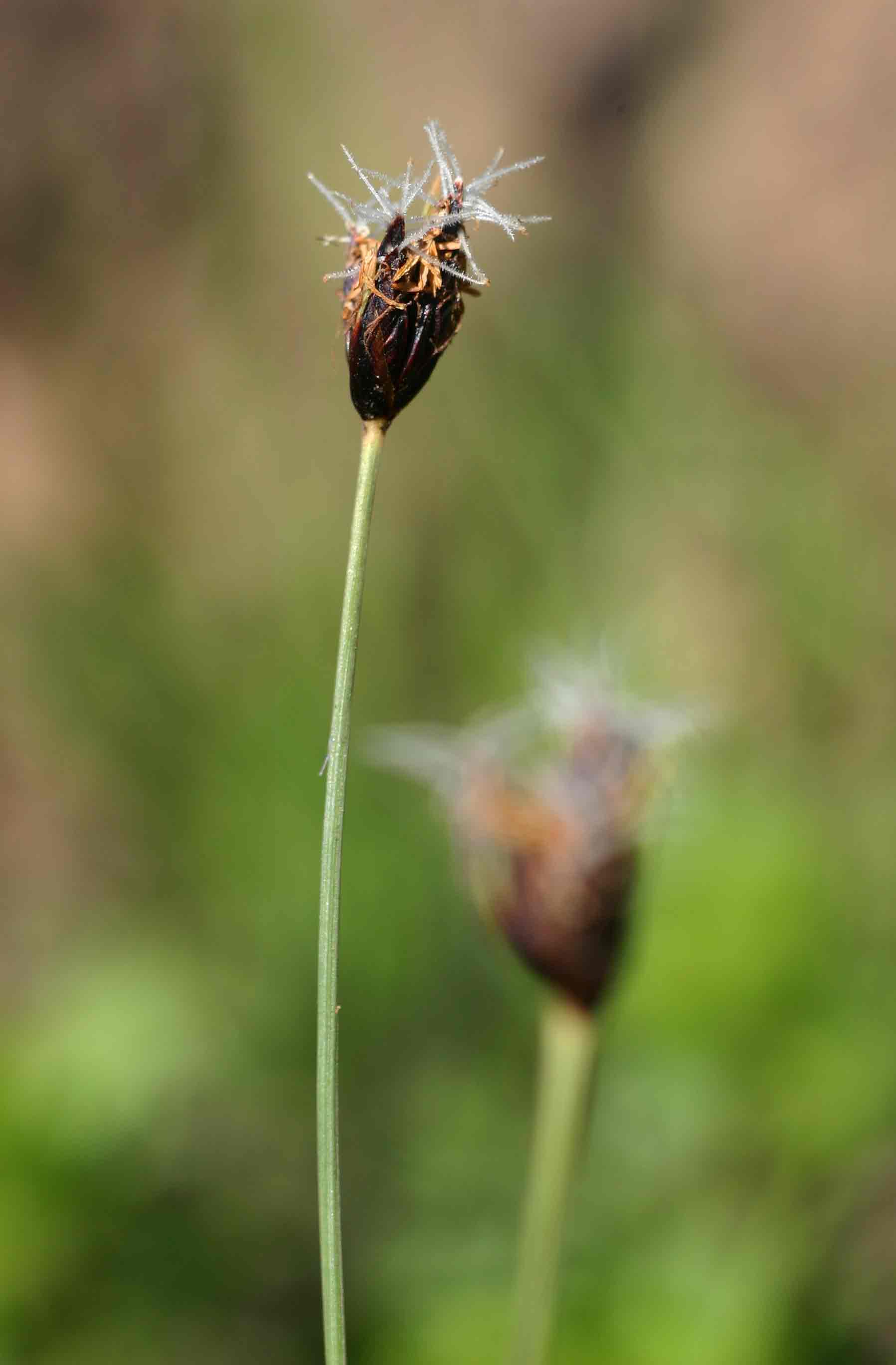 Bulbostylis schoenoides Bulbostylis schoenoides