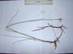 Rhynchospora candida