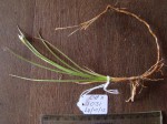 Rhynchospora candida