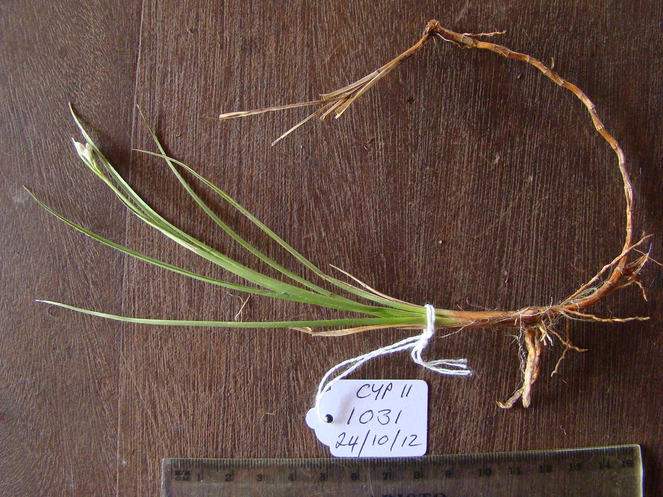 Rhynchospora candida Rhynchospora candida
