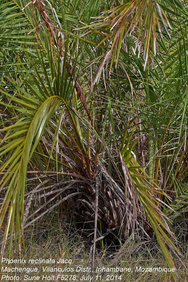 Phoenix reclinata Phoenix reclinata