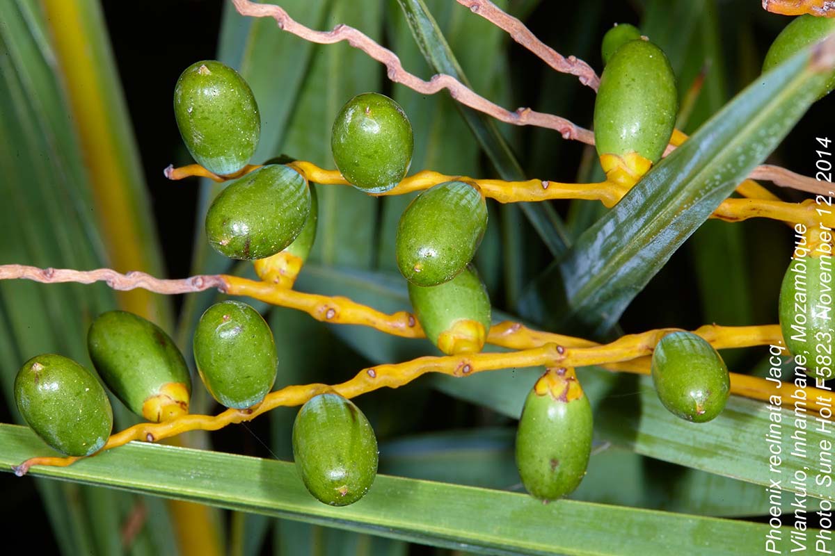 Phoenix reclinata Phoenix reclinata