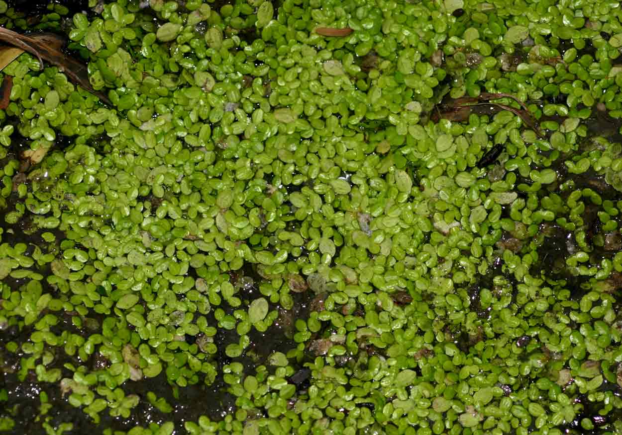 Lemna aequinoctialis Lemna aequinoctialis