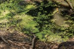 Lemna aequinoctialis