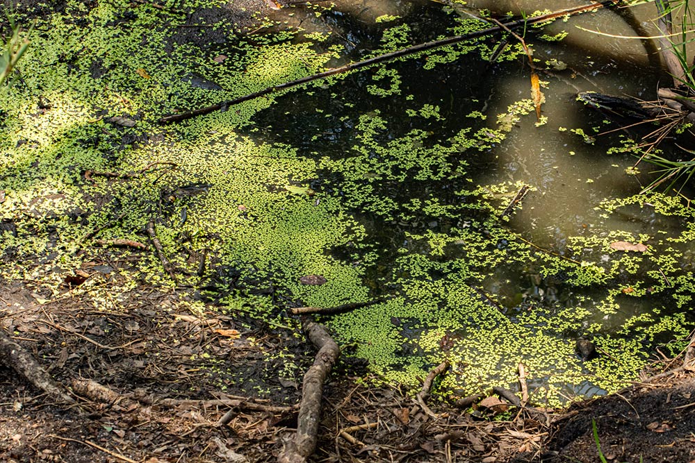 Lemna aequinoctialis Lemna aequinoctialis