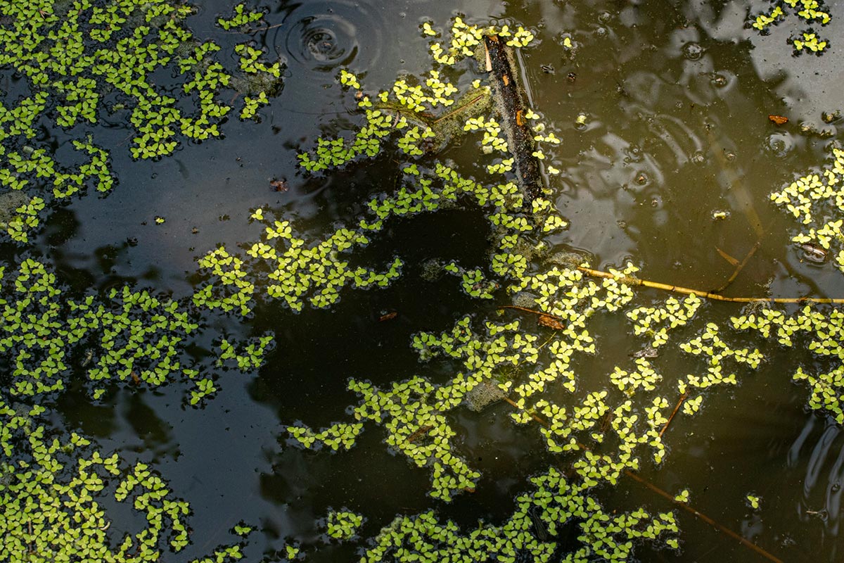 Lemna aequinoctialis Lemna aequinoctialis