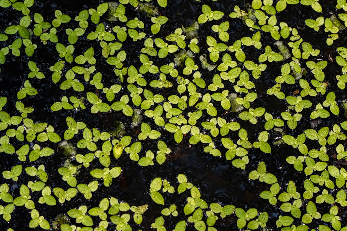 Lemna aequinoctialis Lemna aequinoctialis