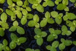 Lemna aequinoctialis