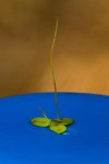 Lemna aequinoctialis