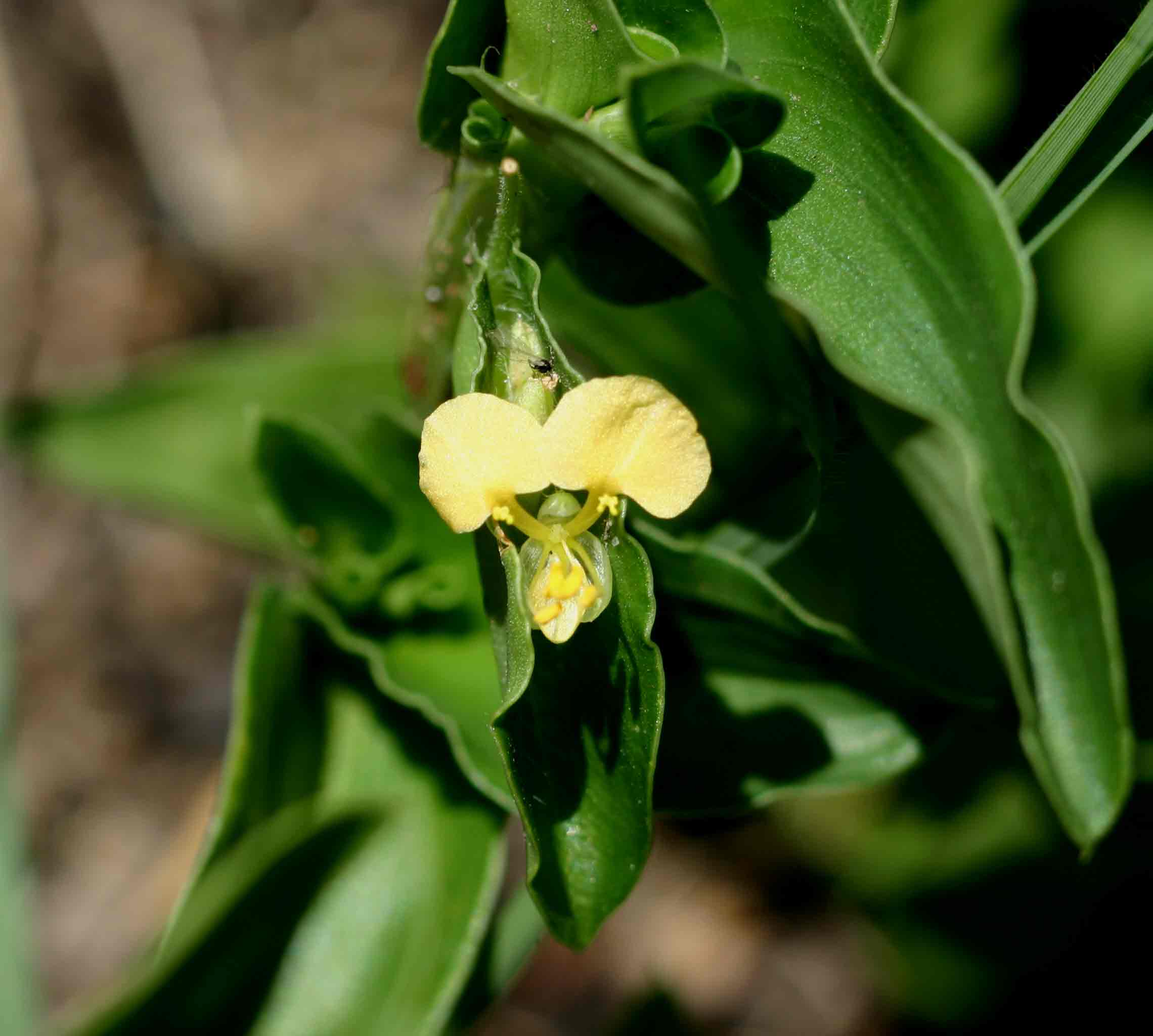 Commelina africana Commelina africana