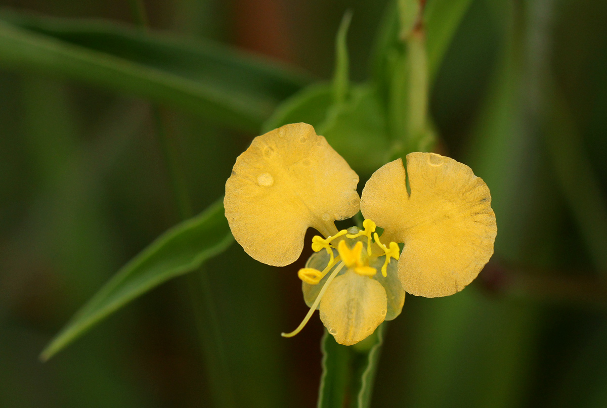 Commelina africana Commelina africana