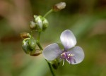Murdannia simplex