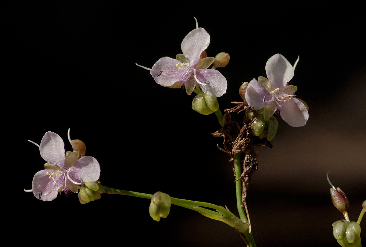 Murdannia simplex Murdannia simplex