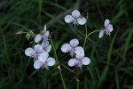 Murdannia simplex