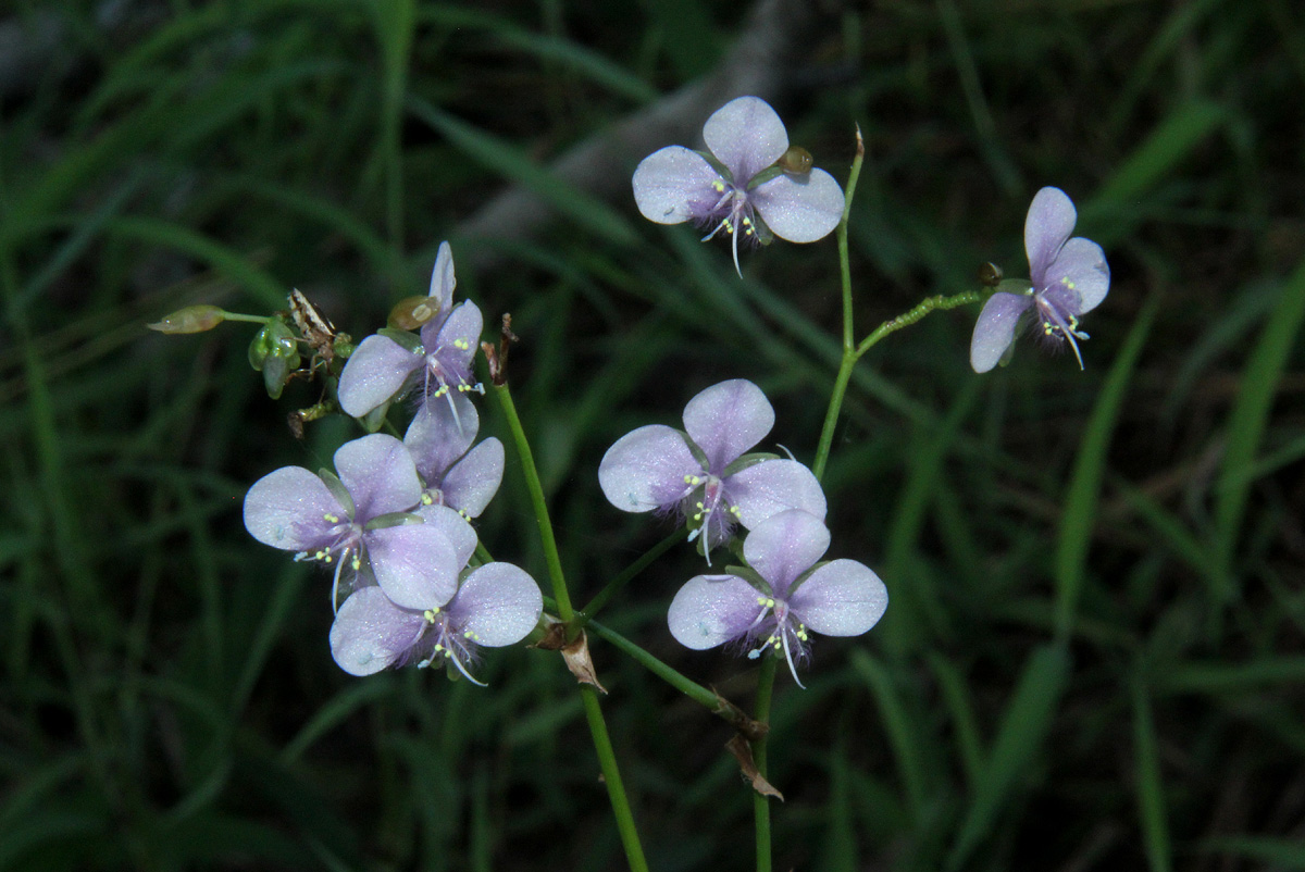 Murdannia simplex Murdannia simplex