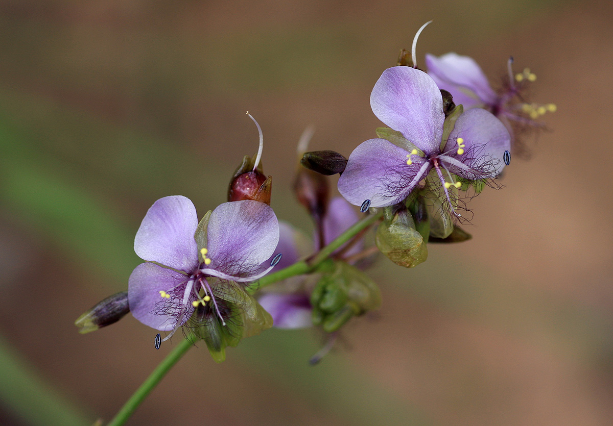 Murdannia simplex Murdannia simplex