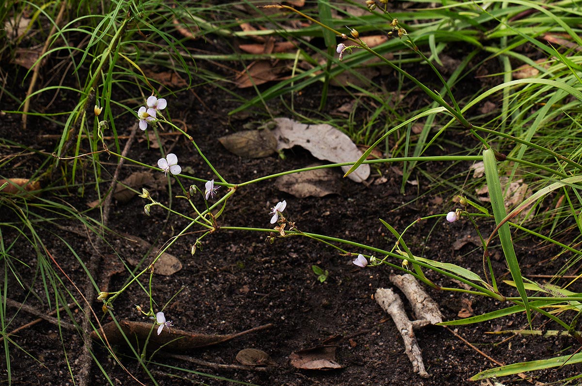 Murdannia simplex