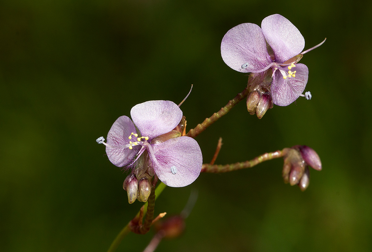 Murdannia simplex Murdannia simplex