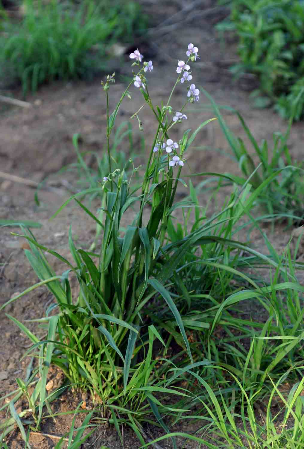 Murdannia simplex
