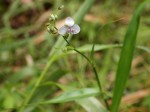 Murdannia simplex