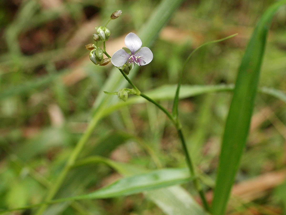 Murdannia simplex
