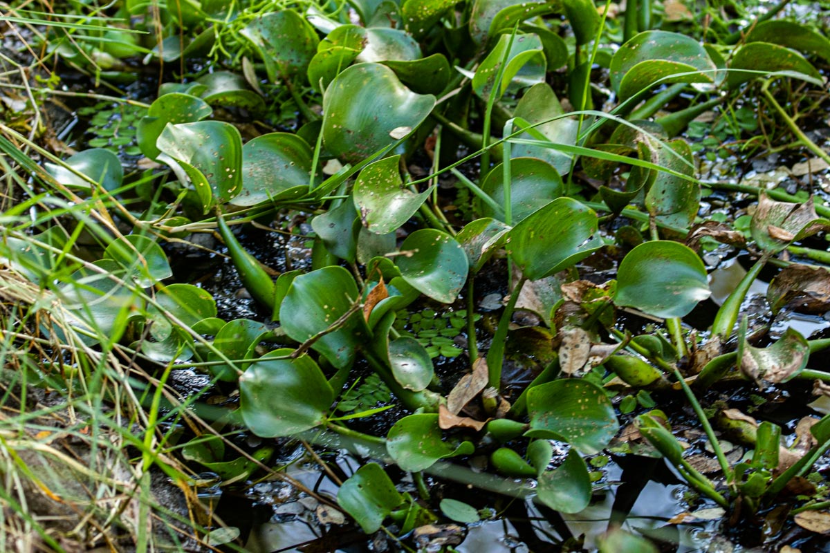 Pontederia crassipes Pontederia crassipes