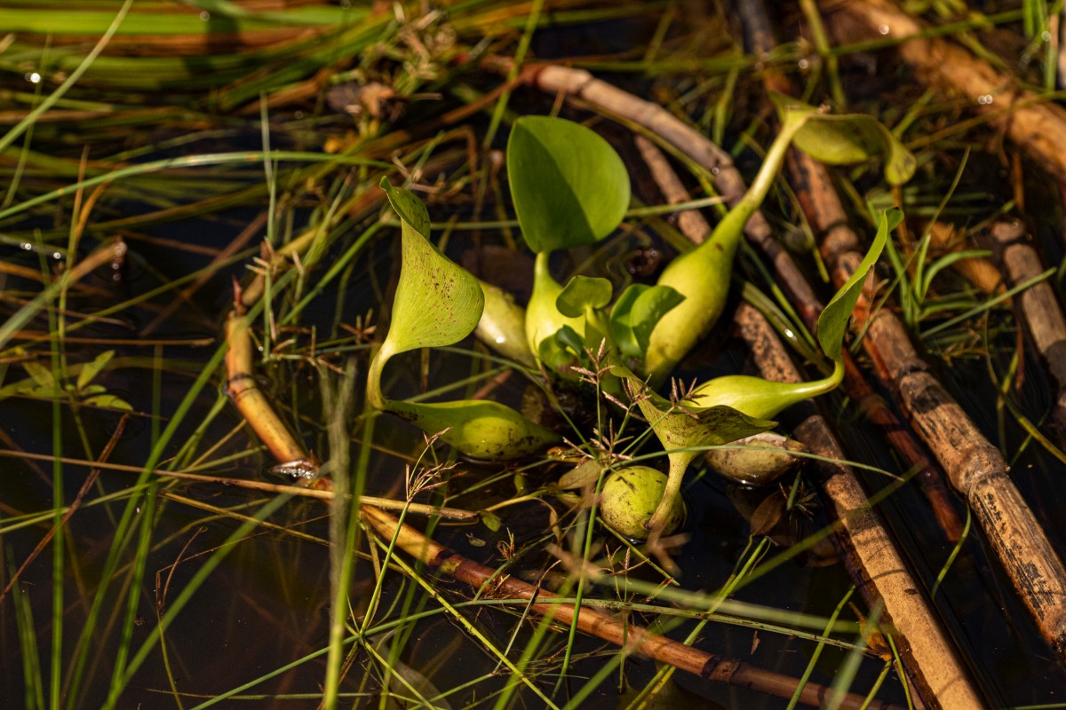 Pontederia crassipes Pontederia crassipes