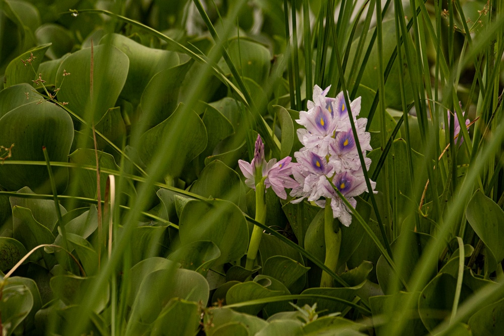 Pontederia crassipes Pontederia crassipes