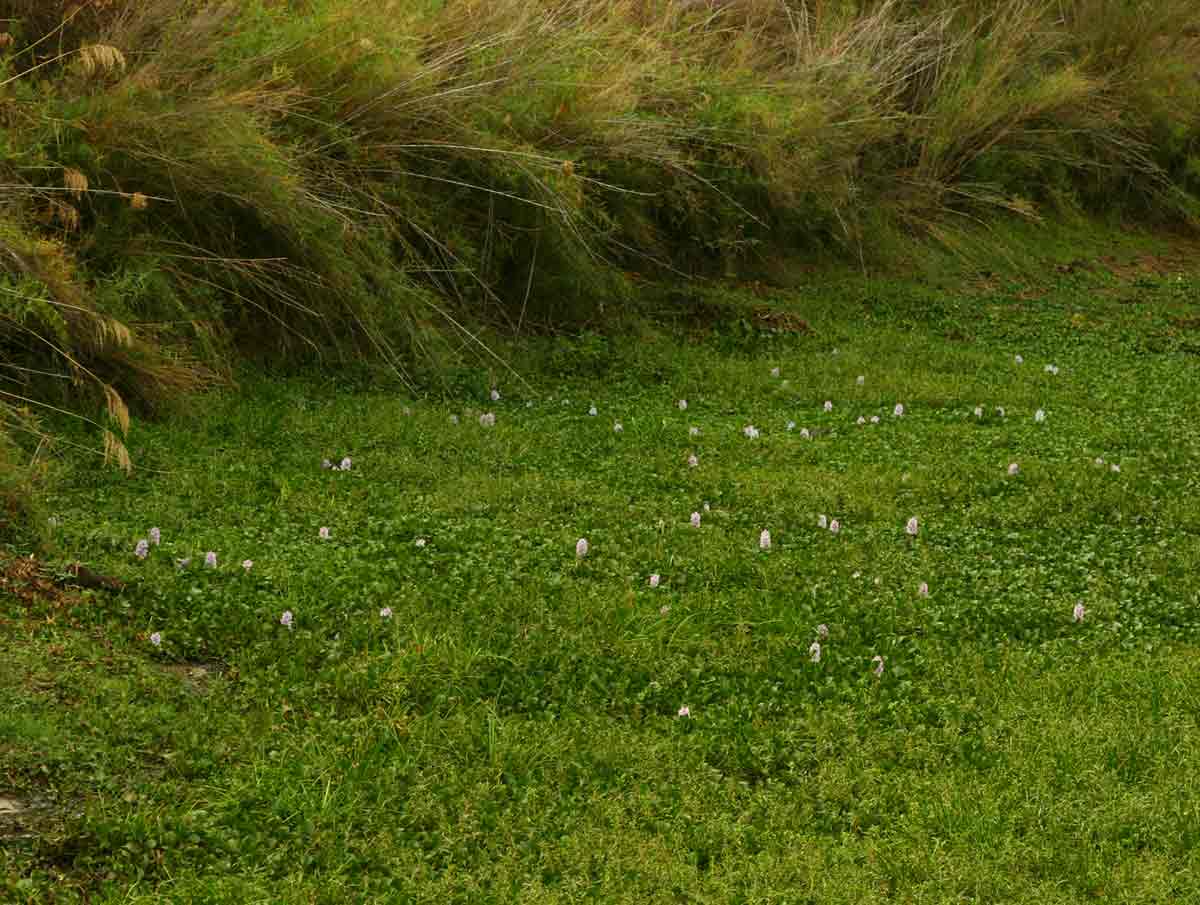 Pontederia crassipes Pontederia crassipes