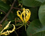 Gloriosa superba