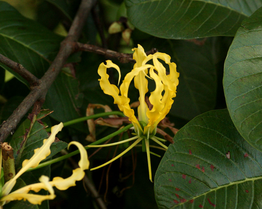Gloriosa superba Gloriosa superba