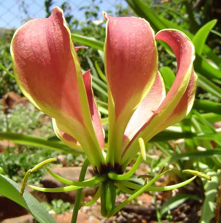 Gloriosa superba Gloriosa superba