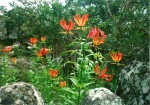 Gloriosa superba