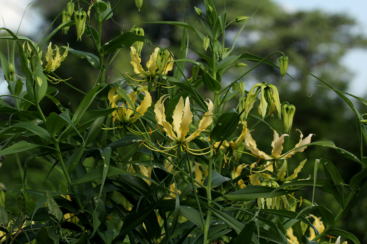 Gloriosa superba Gloriosa superba
