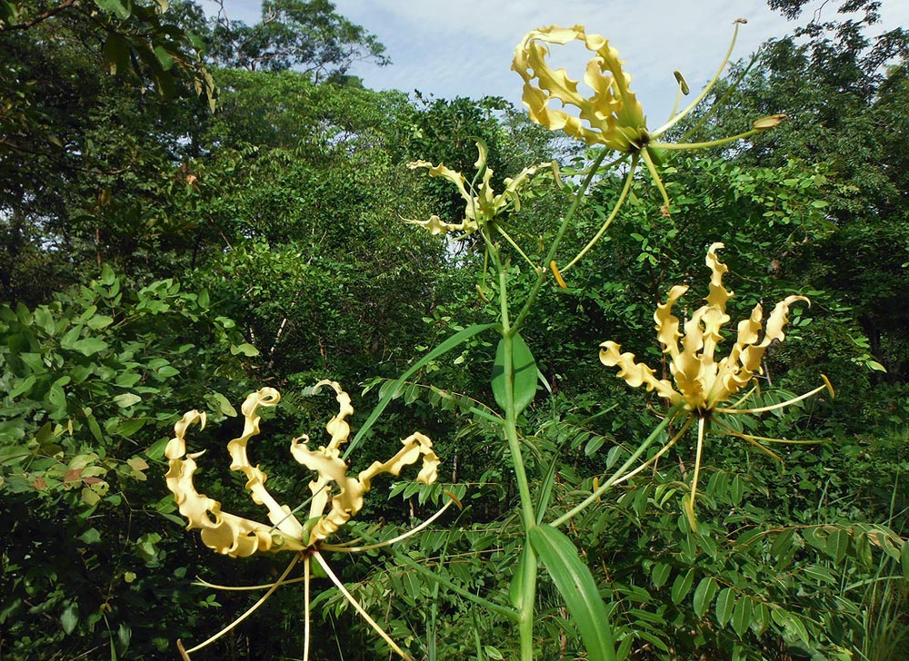 Gloriosa superba Gloriosa superba