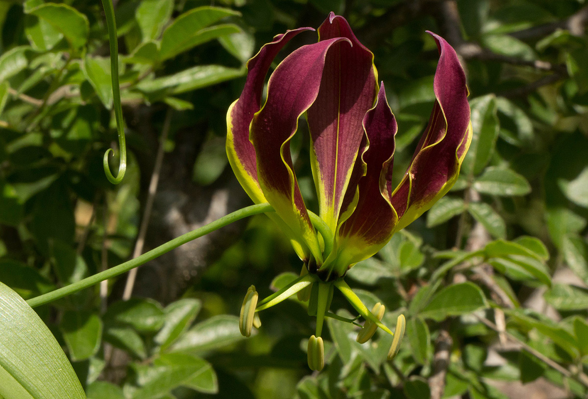 Gloriosa superba Gloriosa superba