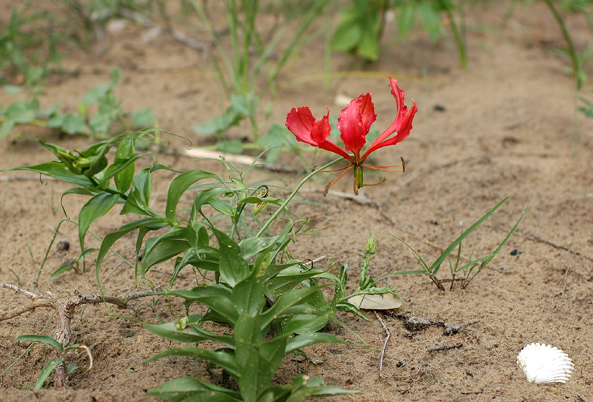 Gloriosa superba Gloriosa superba