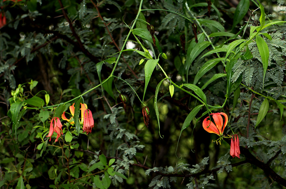 Gloriosa superba Gloriosa superba
