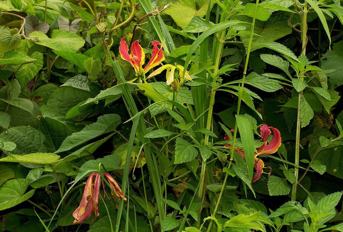Gloriosa superba Gloriosa superba