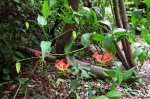 Gloriosa superba