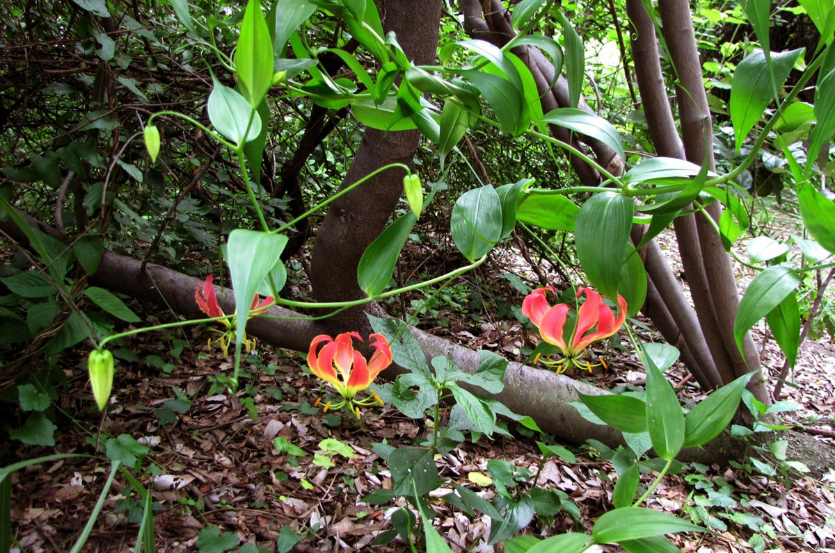 Gloriosa superba Gloriosa superba