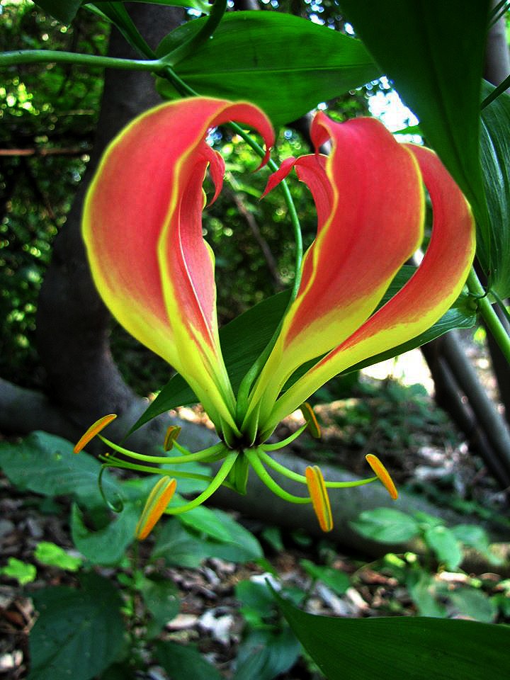 Gloriosa superba Gloriosa superba