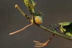 Evolvulus nummularius