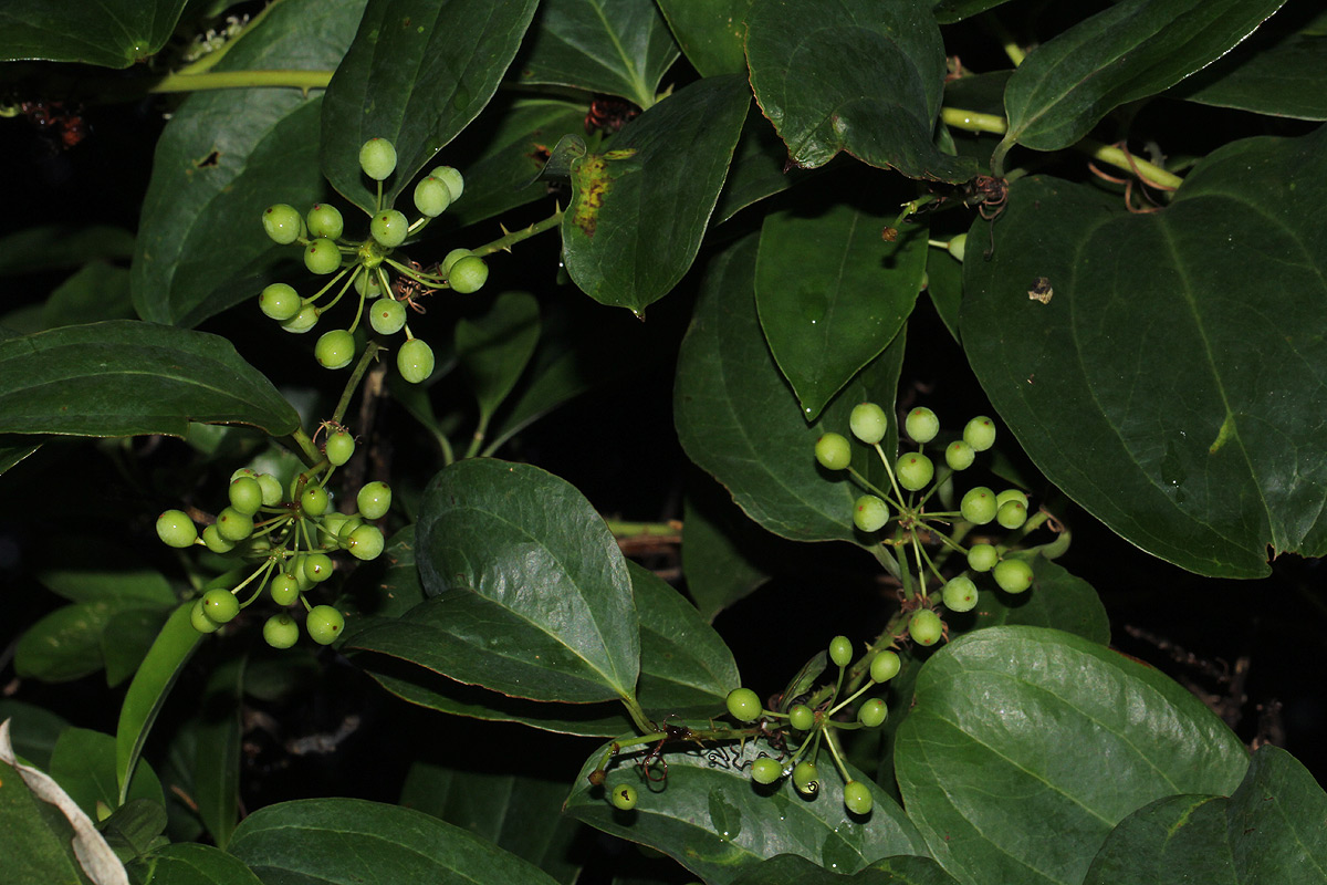 Smilax anceps Smilax anceps