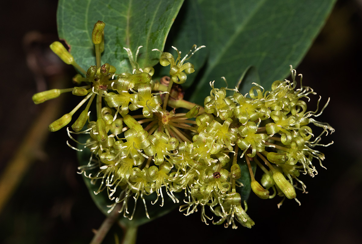 Smilax anceps Smilax anceps