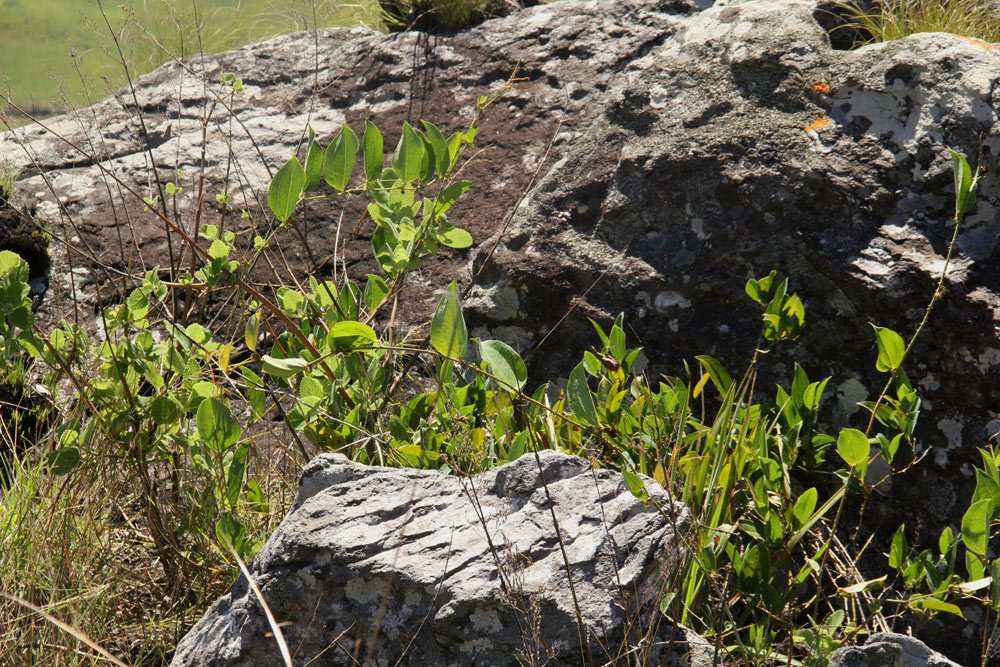 Smilax anceps Smilax anceps
